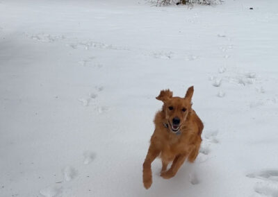 Daisy Mae playing in the snow