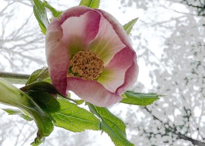 Hellebores. Lenten Rose