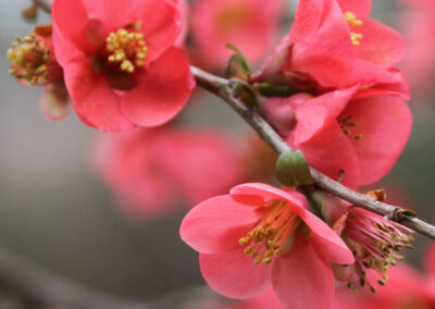 Flowering Quince