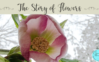 The Story of Flowers