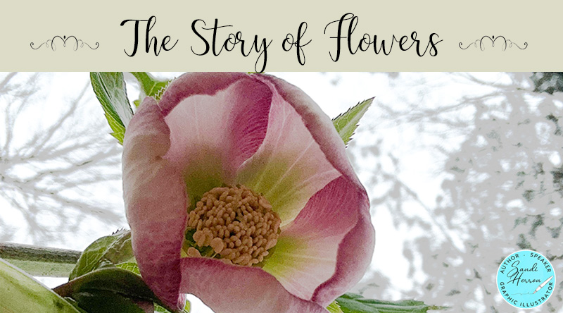 The Story of Flowers