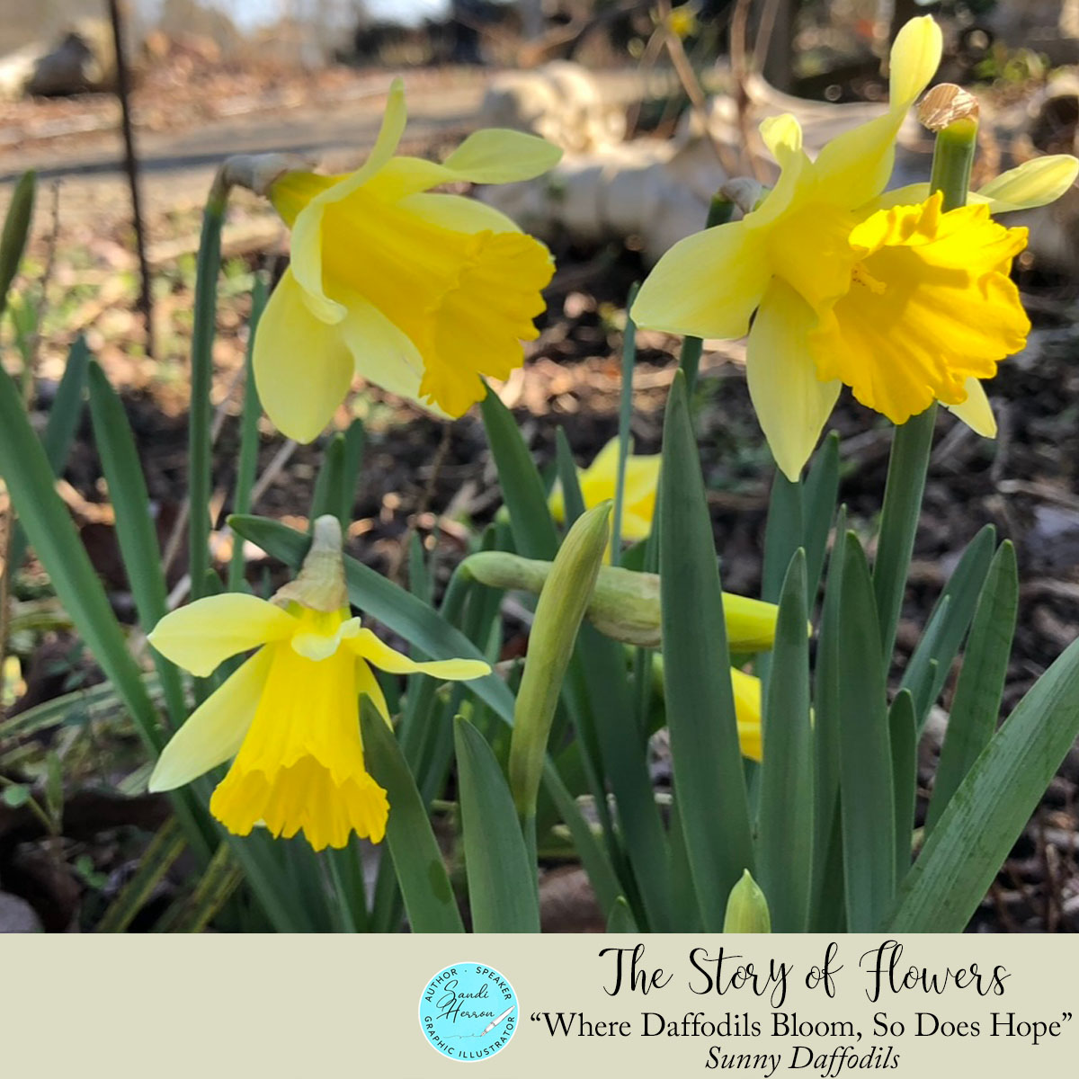 1.daffodil.story of flowers The Story of Flowers. Daffodils