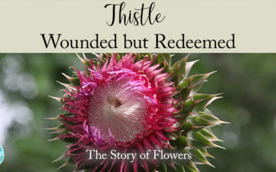 Wounded by Thorns, Redeemed by Grace