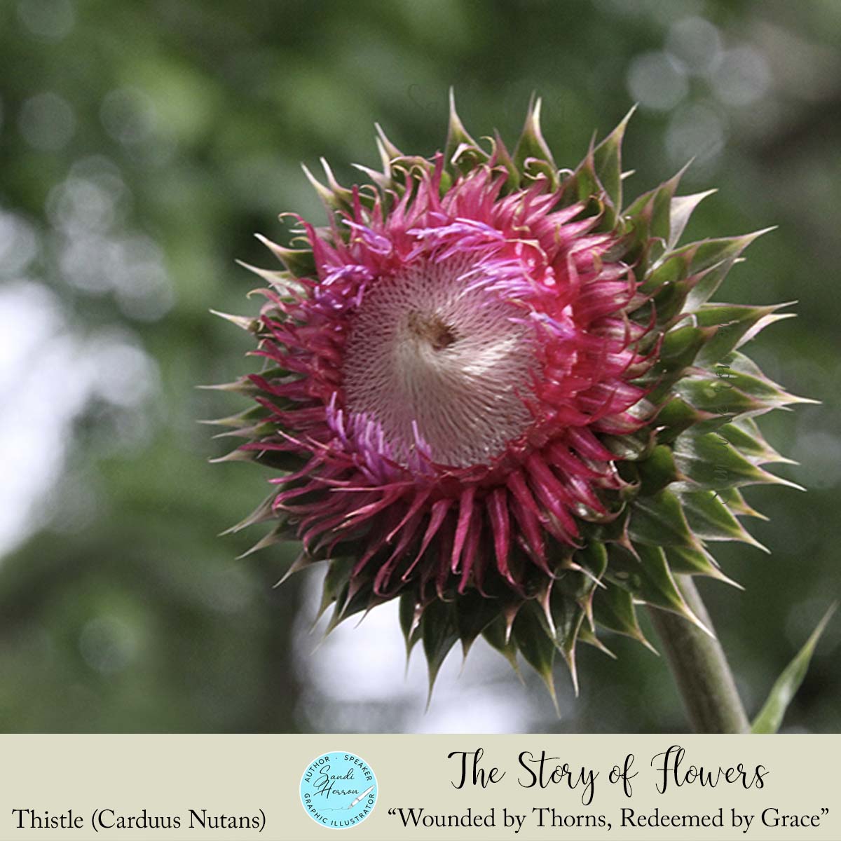2.thistle.story of flowersb 2025 Snow day.