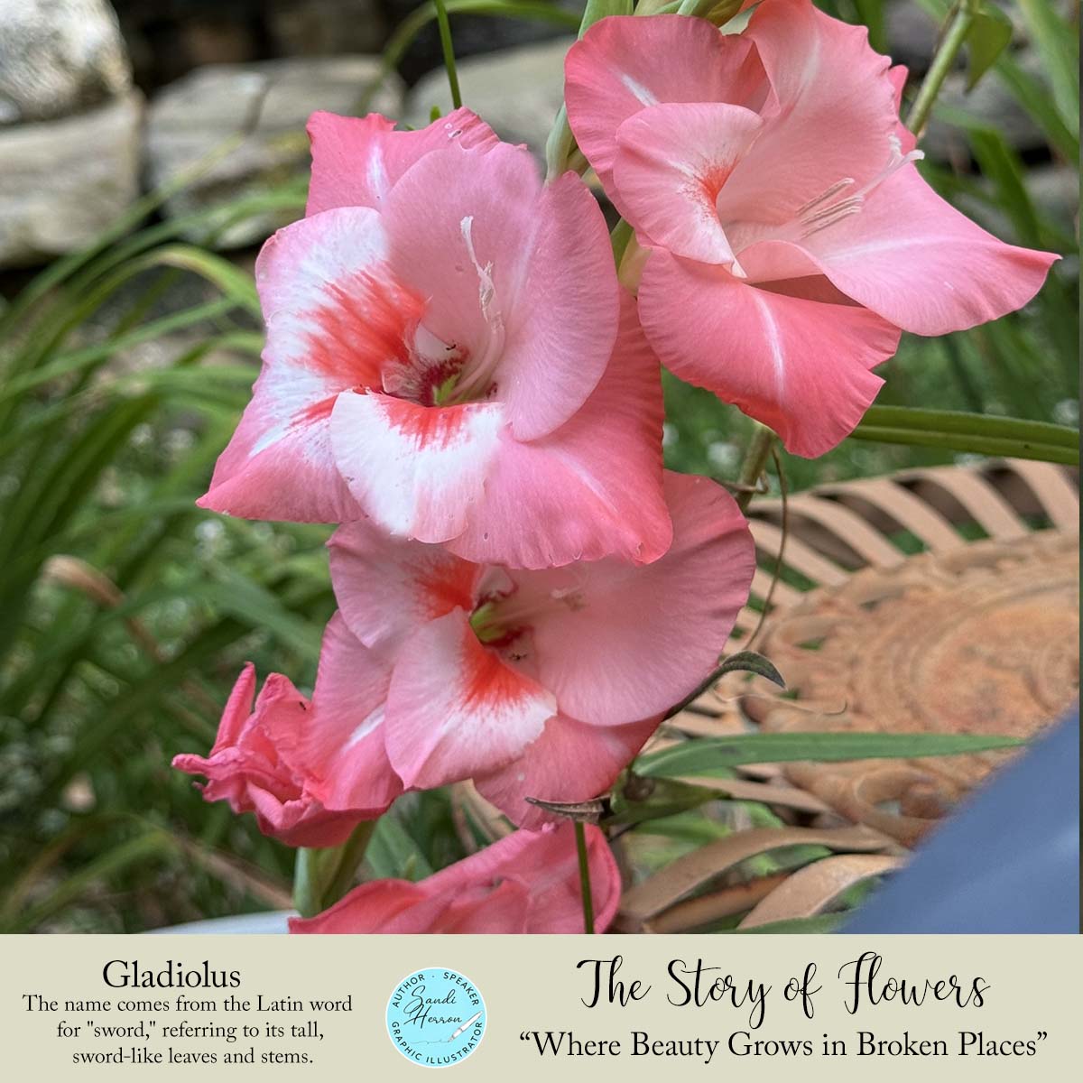 1.gladiolus.story of flowers 2025 Snow day.