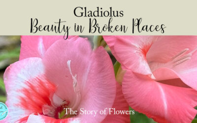 Beauty in Broken Places