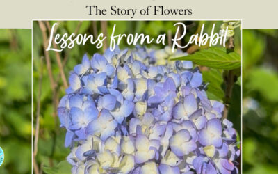 Life Lessons from a Talking Rabbit