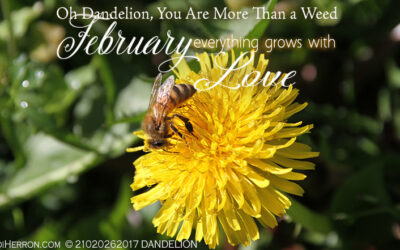Oh Dandelion, You Are More Than a Weed