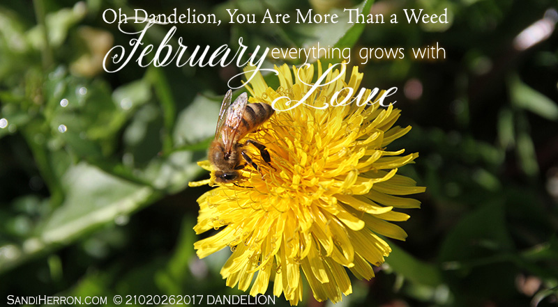 Oh Dandelion, You Are More Than a Weed