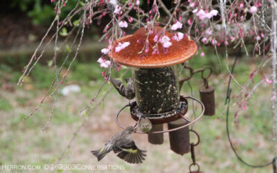 Conversations at the Feeders