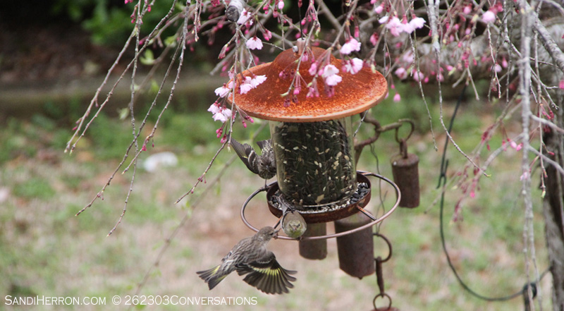 Conversations at the Feeders